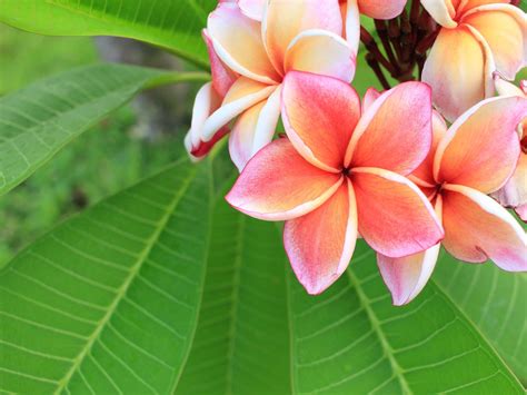 巴厘島有什麼花：繁花似锦的島嶼與其屢豐的植物風情